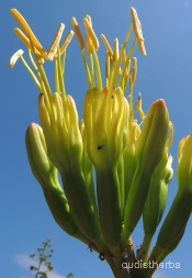 Agave americana flower1.jpeg